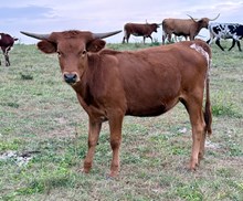 Betty’s heifer