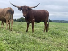 Rios So Fine x HH Pandemic heifer