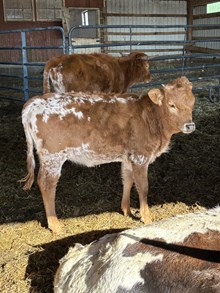 50’s Little Lady heifer